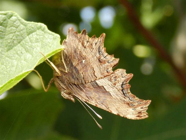 Polygonia egea